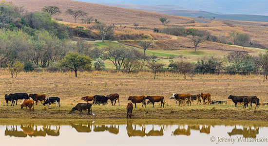 Tribal Cattle Drakensberg Thendele Camp Royal Natal Park KwaZulu-Natal