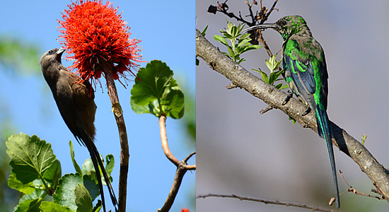 Malachite Sunbird Birding Drakensberg Thendele Camp Royal Natal Park KwaZulu-Natal