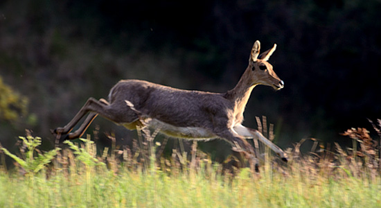 Mountain Reedbuck Drakensberg Thendele Camp Royal Natal Park KwaZulu-Natal