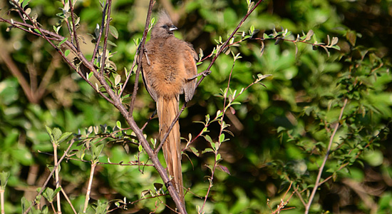 Speckled Mouse Bird Thendele Camp Drakensberg Self Catering Accommodation